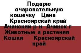 Подарю очаровательную кошечку › Цена ­ 1 - Красноярский край, Ачинский р-н, Ачинск г. Животные и растения » Кошки   . Красноярский край